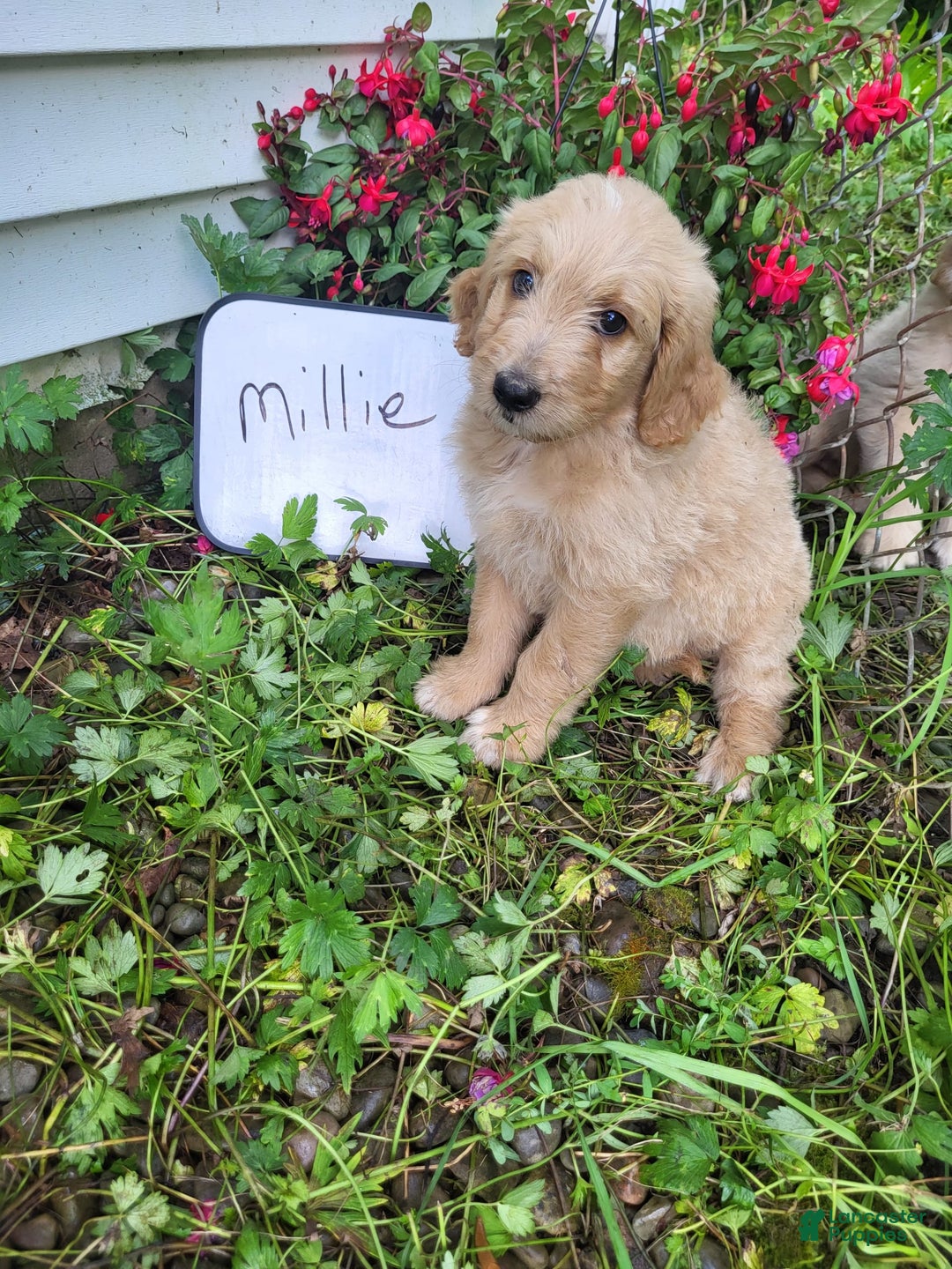 Goldendoodle dogs for sale: Millie - Image 2