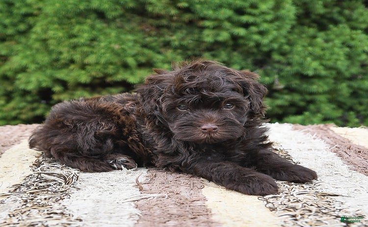 Havapoo dogs for sale - Ad 1