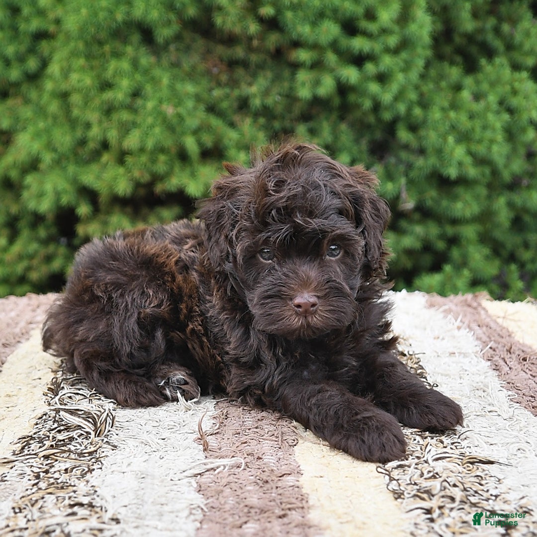 Havapoo dogs for sale: Robin - Image 1