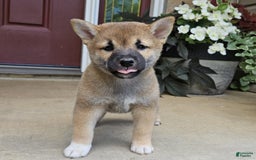Shiba Inu dogs for sale: Rex - Image 5