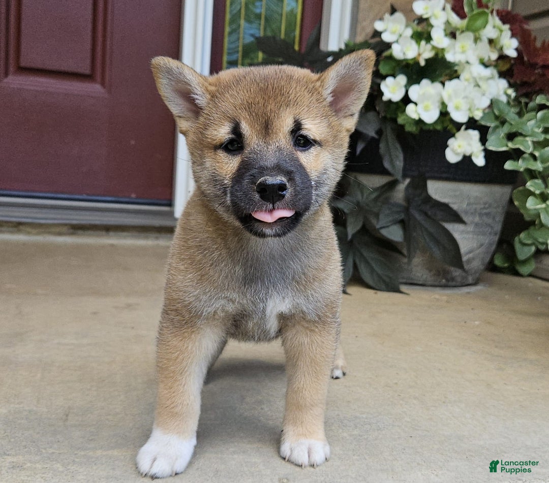 Shiba Inu dogs for sale: Rex - Image 5