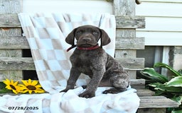 German Shorthaired Pointer dogs for sale: Luke - Image 1