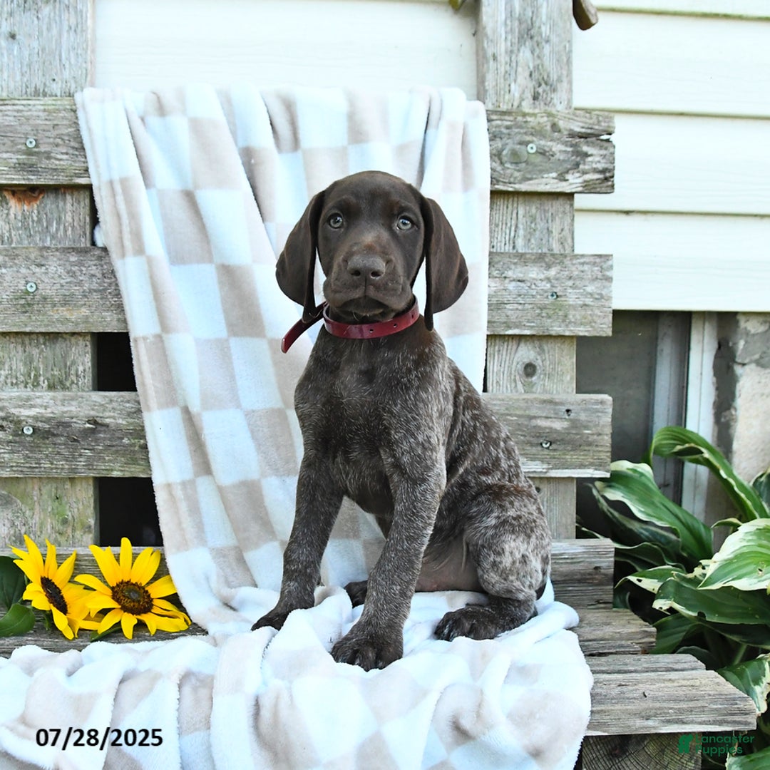 German Shorthaired Pointer dogs for sale: Luke - Image 1