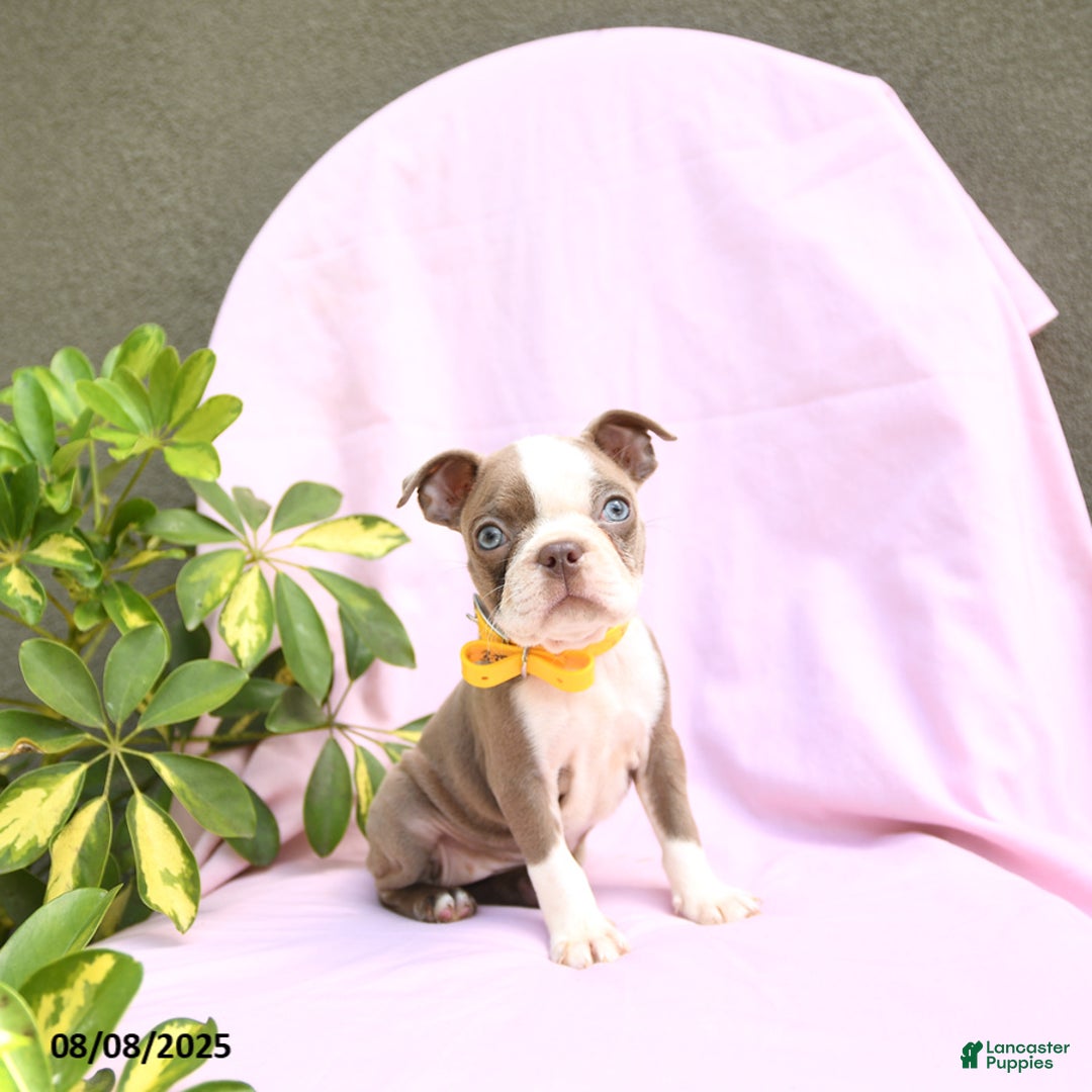 Boston Terrier dogs for sale: Verona - Image 3