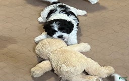 Shihpoo dogs for sale: Oscar - Image 2