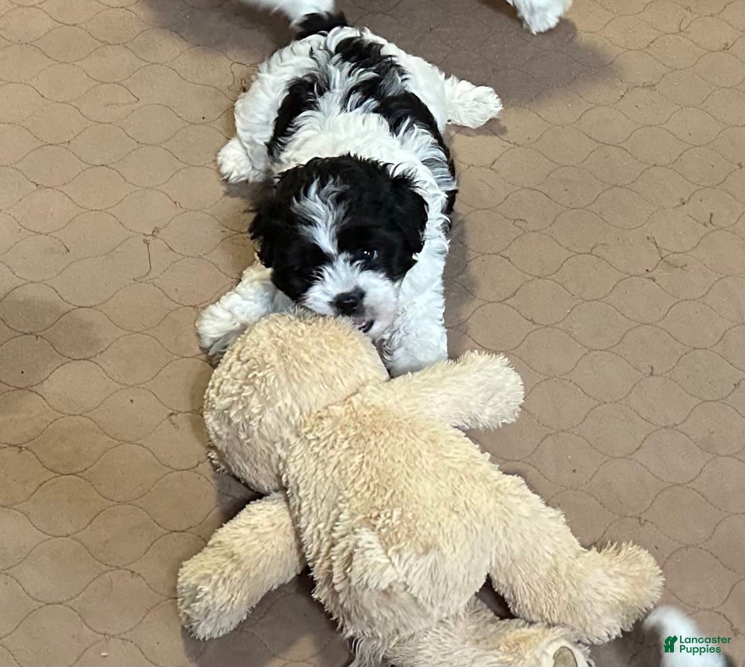 Shihpoo dogs for sale: Oscar - Image 2