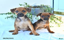 Miniature Pinscher dogs for sale: Evening Sun - Image 3