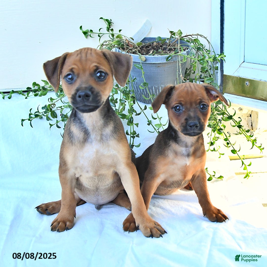 Miniature Pinscher dogs for sale: Evening Sun - Image 3