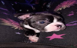 Boston Terrier dogs for sale: Lil Bear - Image 1