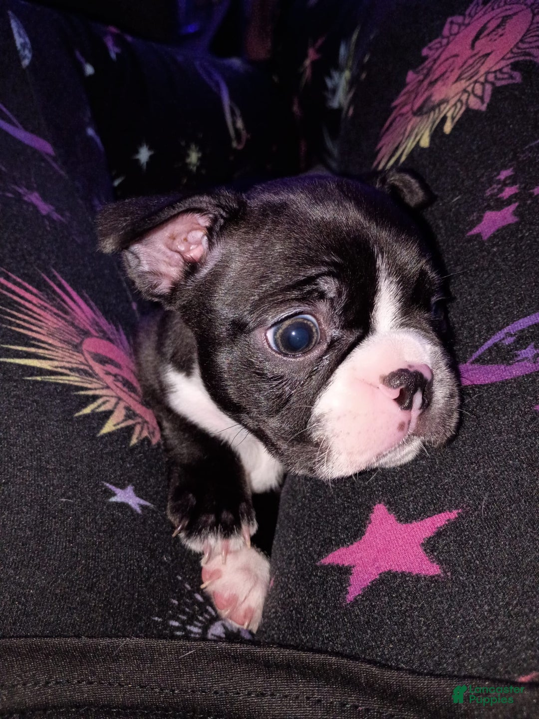 Boston Terrier dogs for sale: Lil Bear - Image 1