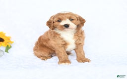 Cockapoo dogs for sale: Roxy - Image 5