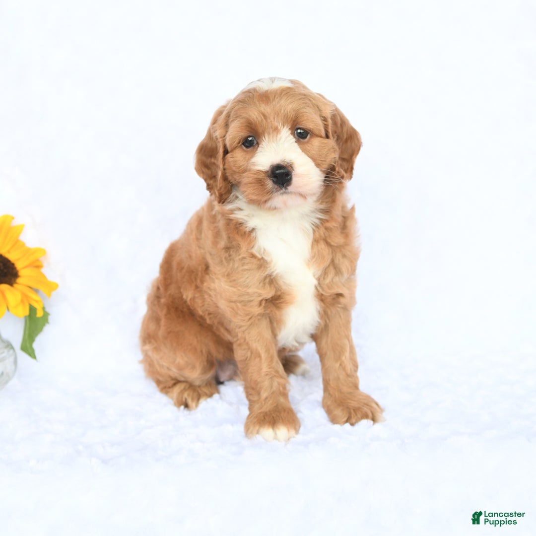 Cockapoo dogs for sale: Roxy - Image 5