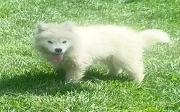 Samoyed dogs for sale: Siofra - Image 2