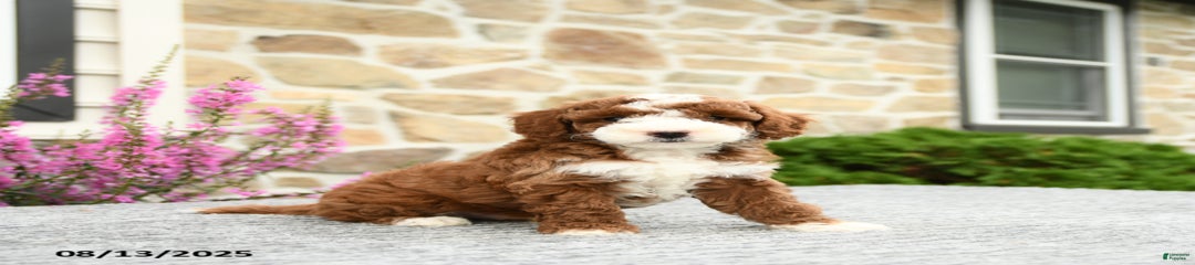 Cooper