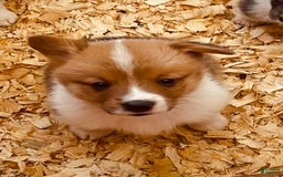 Welsh Corgi Pembroke dogs for sale: Red Boy - Image 6