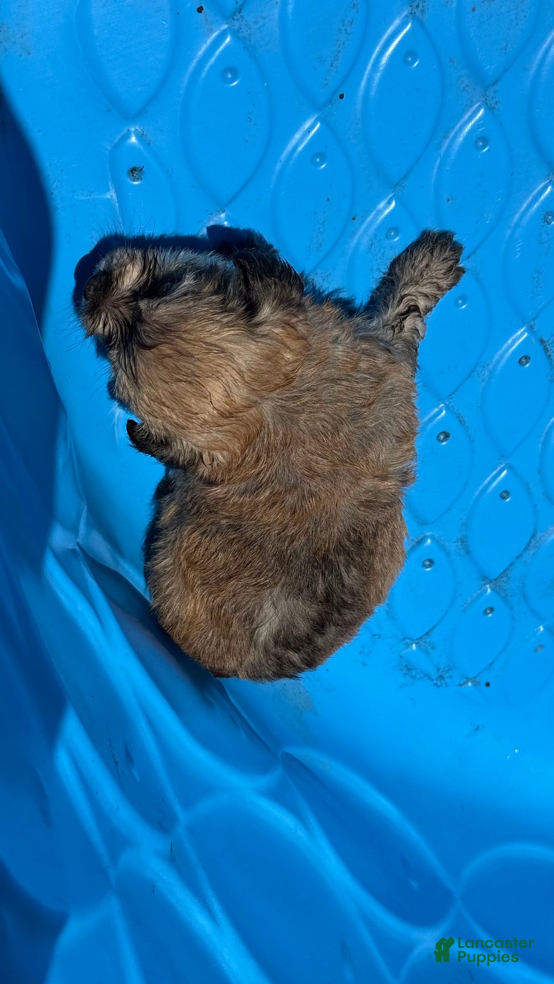 Yorkshire Terrier dogs for sale: Cookies/ Chips Ahoy - Image 2