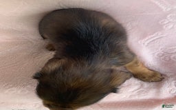 Miniature Dachshund dogs for sale: Baby Callie - Image 6