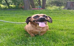 Pug dogs for sale: Molly - Image 3