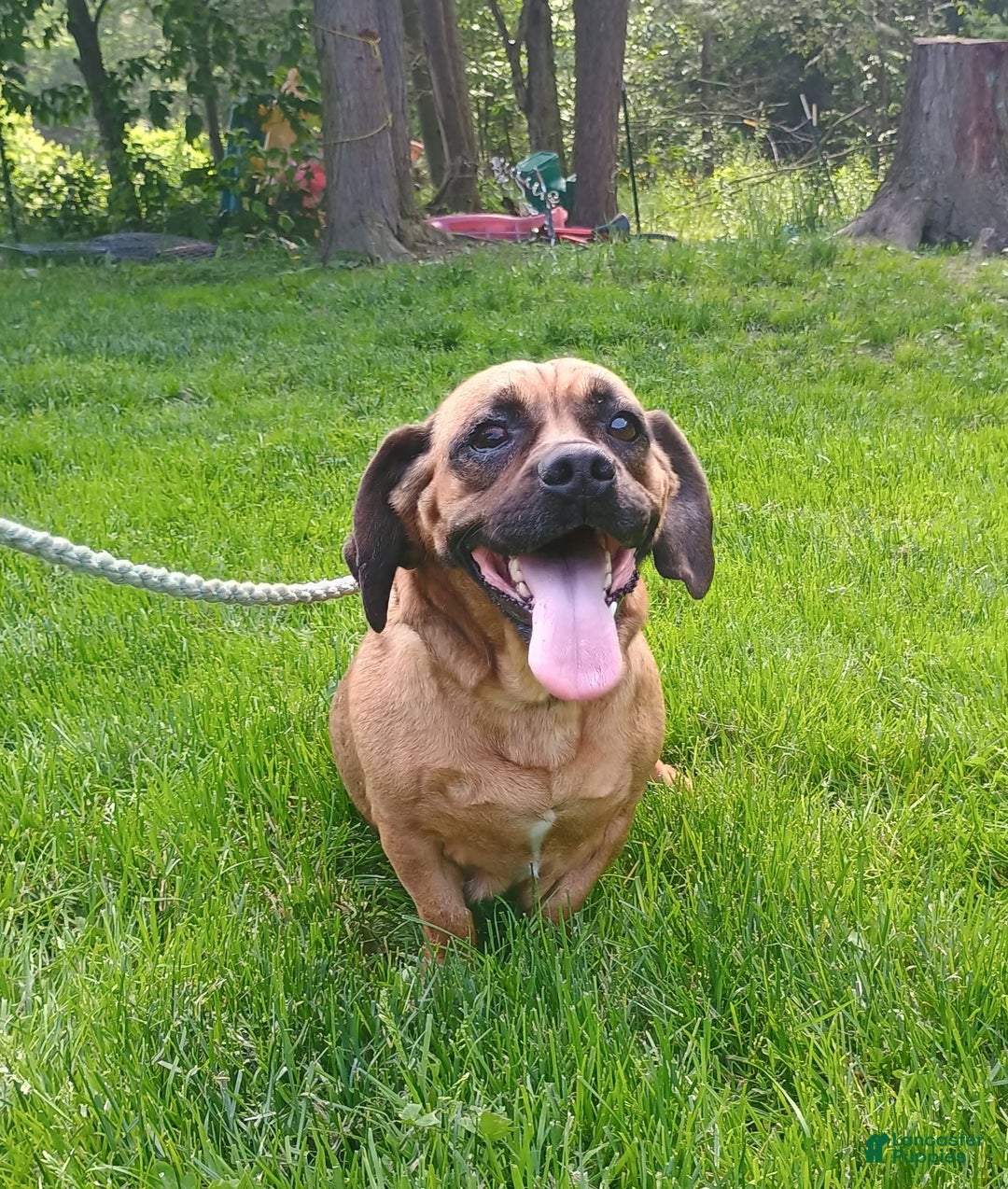 Pug dogs for sale: Molly - Image 3
