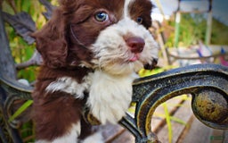 Havapoo dogs for sale: Juliet - Image 12