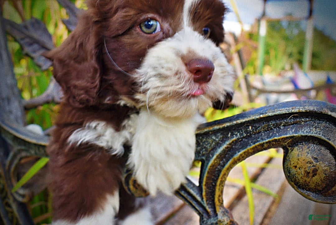 Havapoo dogs for sale: Juliet - Image 12