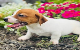 Jack Russell Terrier dogs for sale: Lippy - Image 5
