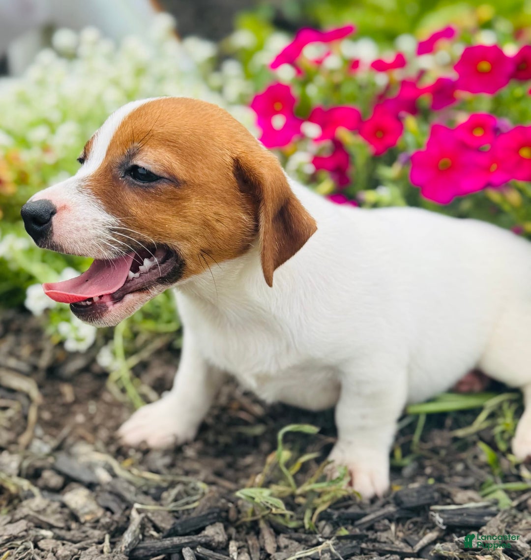 Jack Russell Terrier dogs for sale: Lippy - Image 5