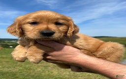 Golden Retriever dogs for sale: Pumpkin - Image 3