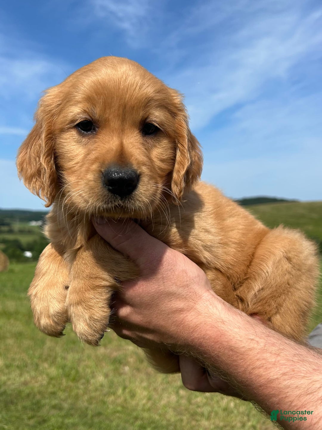 Golden Retriever dogs for sale: Pumpkin - Image 3