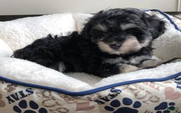 Miniature Schnauzer dogs for sale: Jake - Image 2