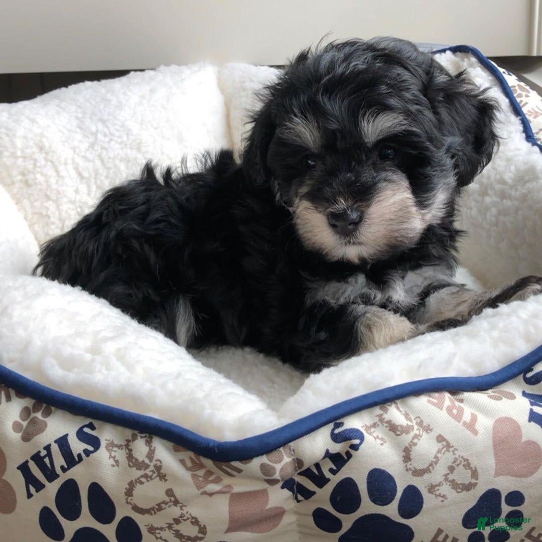 Miniature Schnauzer dogs for sale: Jake - Image 2