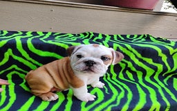 English Bulldog dogs for sale: Rumble - Image 9