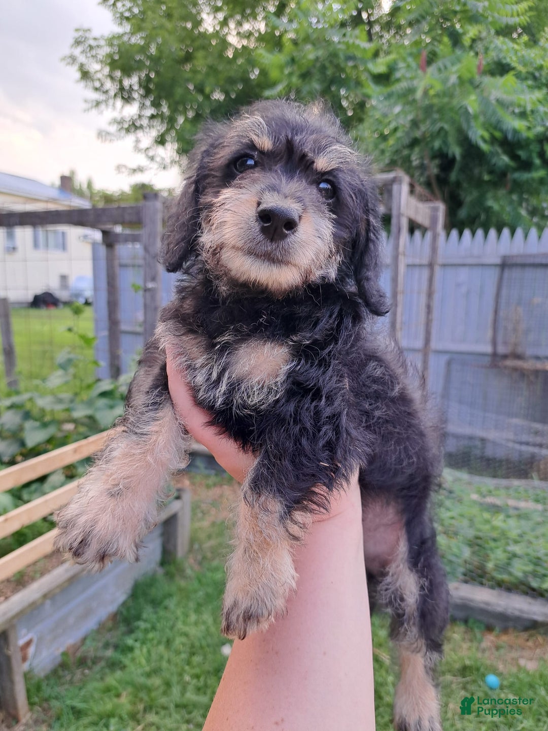 Doxiepoo dogs for sale: Biscuit - Image 2