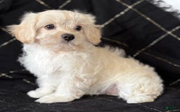 Maltese dogs for sale: EMMY LOU - Image 4