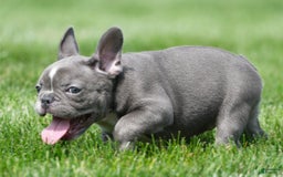 French Bulldog dogs for sale: Abby - Image 6