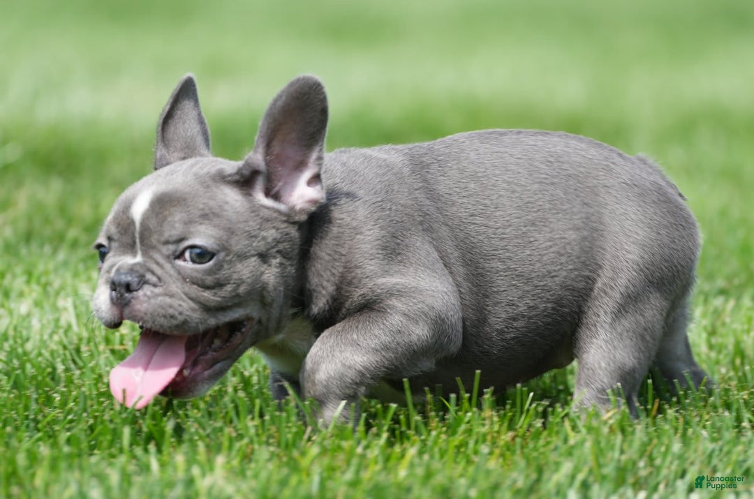 French Bulldog dogs for sale: Abby - Image 6