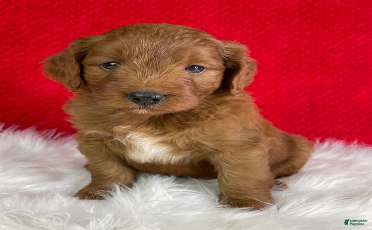 Mini Goldendoodle dogs for sale - Ad 1
