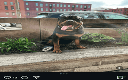 Rottweiler dogs for sale: Dahlia - Image 6