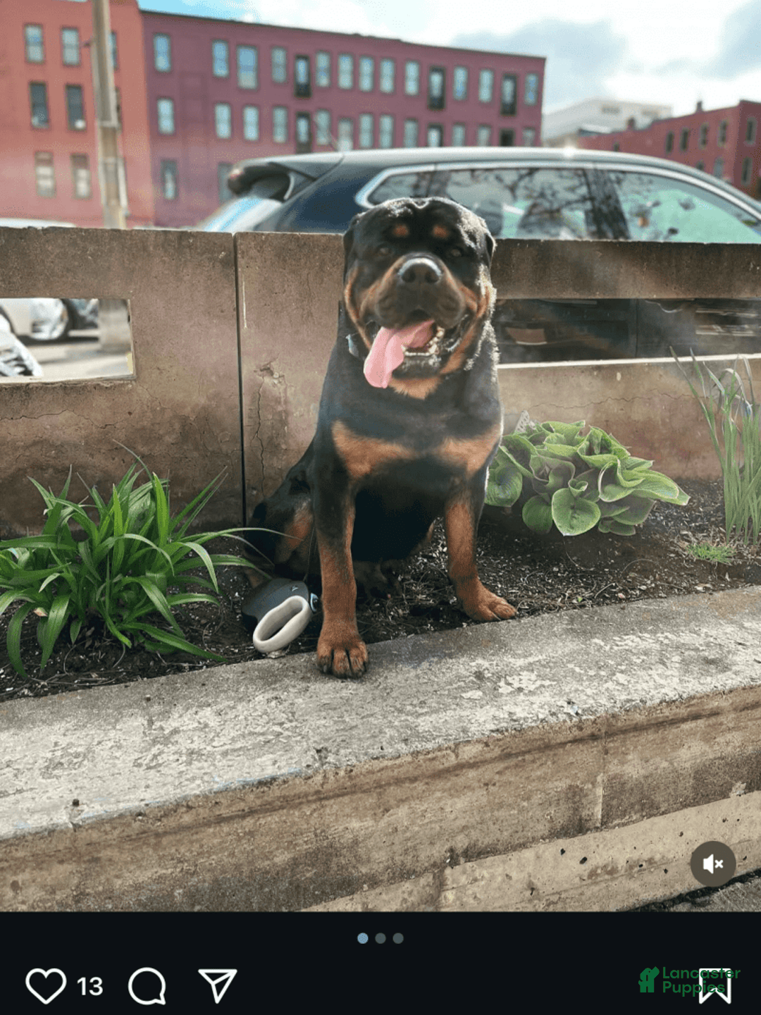 Rottweiler dogs for sale: Dahlia - Image 6