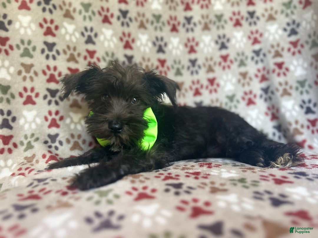 Miniature Schnauzer dogs for sale: Riot - Image 10