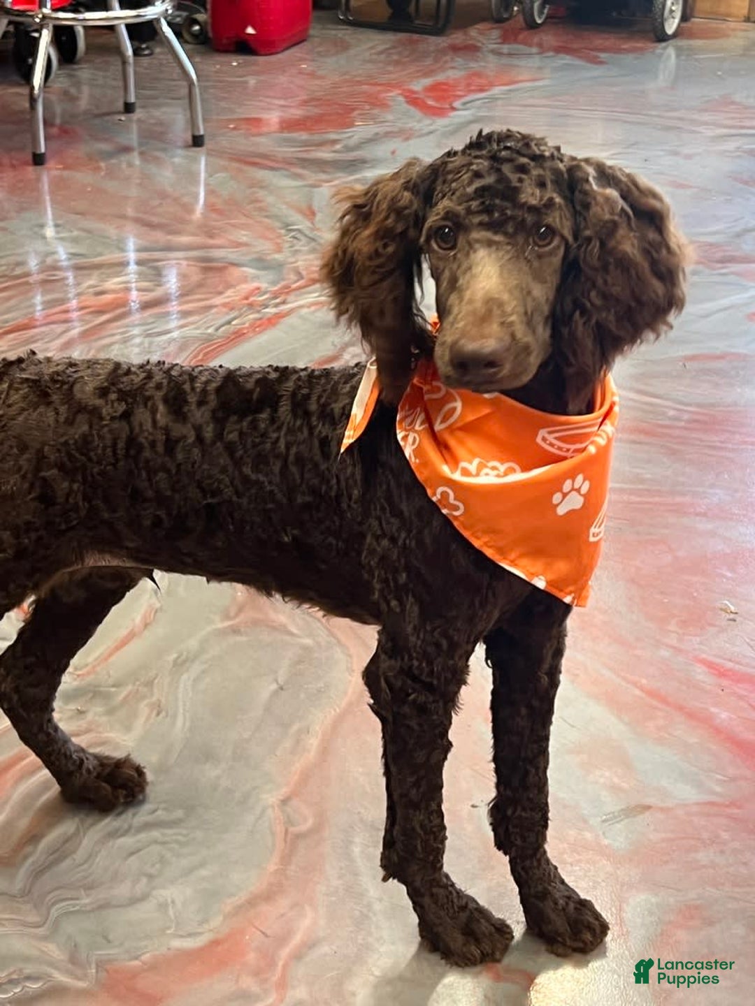 Standard Poodle dogs for sale: Clark - Image 4