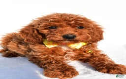Miniature Poodle dogs for sale: Miniature Poodle 5 puppies - Image 5