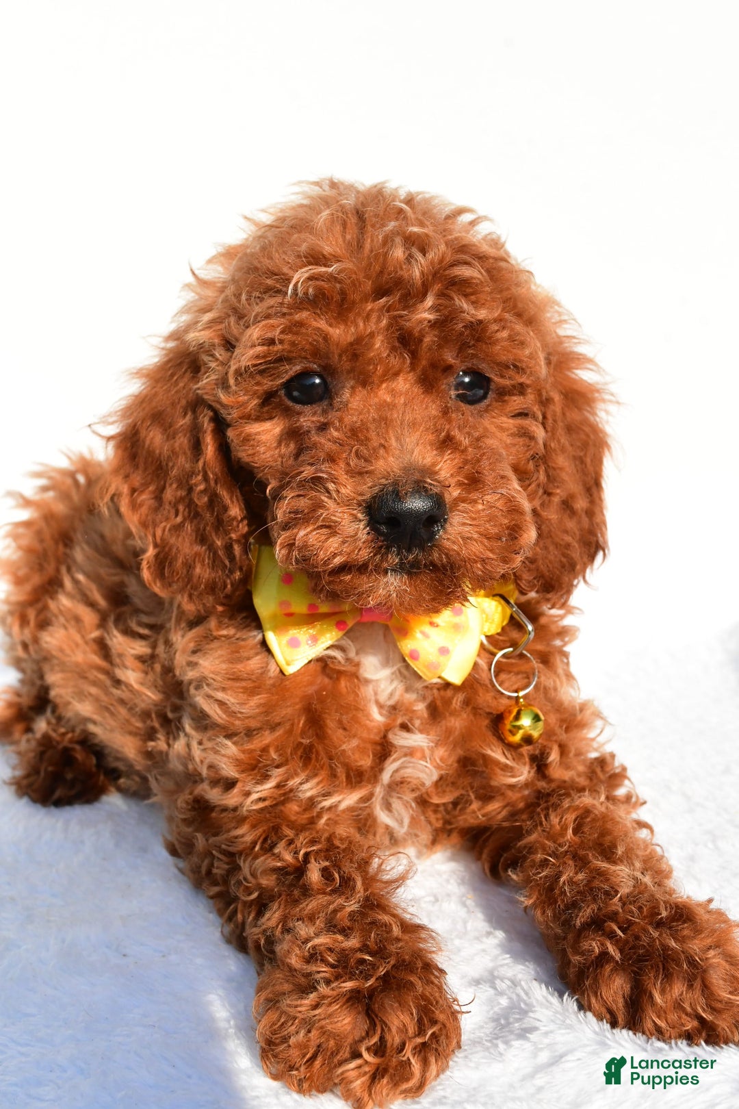 Miniature Poodle dogs for sale: Miniature Poodle 5 puppies - Image 5