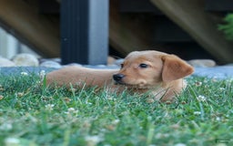 Labrador Retriever dogs for sale: Red Fox Geo - Image 23