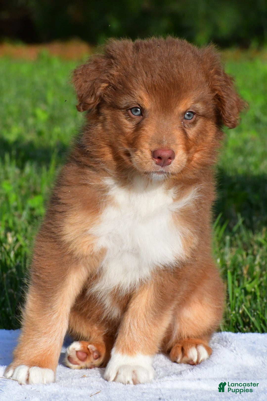 Australian Shepherd dogs for sale: Bo - Image 4