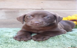 Labrador Retriever dogs for sale: Gunner - Image 4