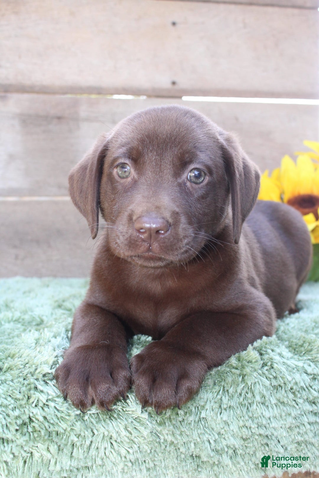 Labrador Retriever dogs for sale: Gunner - Image 4