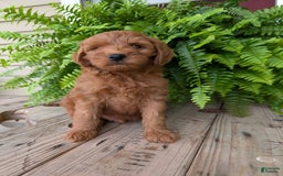 Mini Goldendoodle dogs for sale: Mini -kory - Image 10