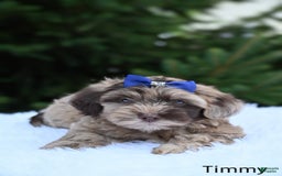 Havapoo dogs for sale: Havapoo 6 puppies - Image 15