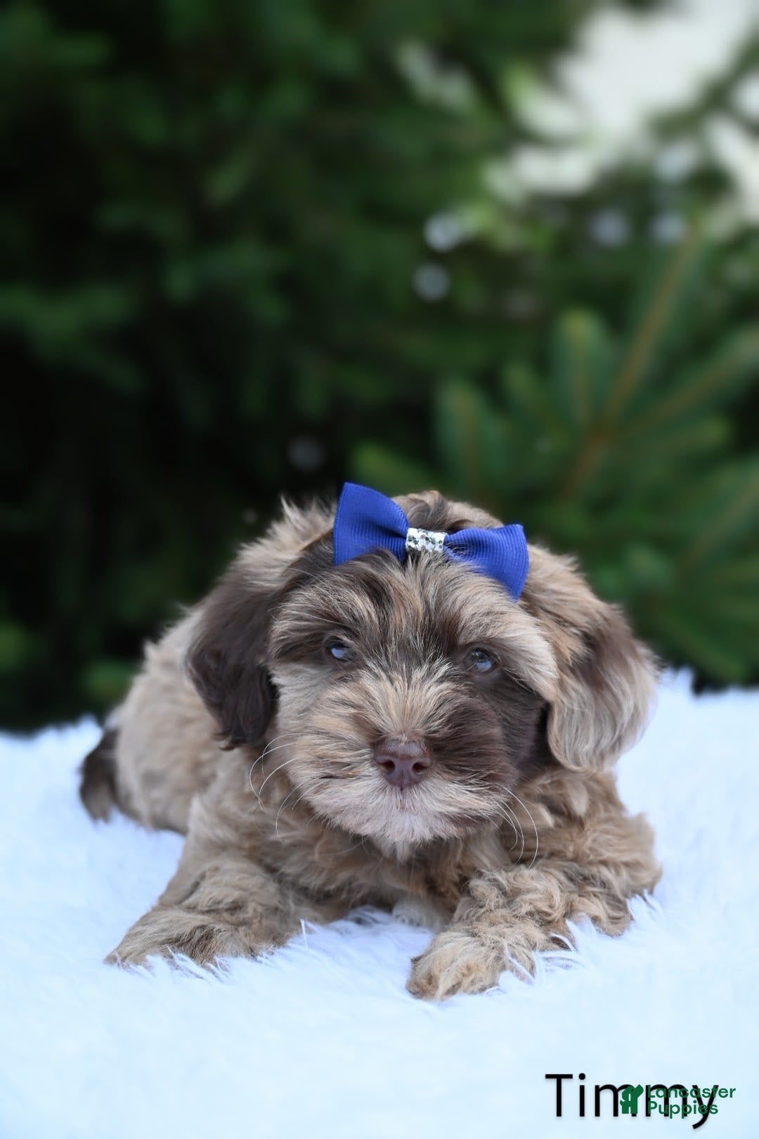 Havapoo dogs for sale: Havapoo 6 puppies - Image 15